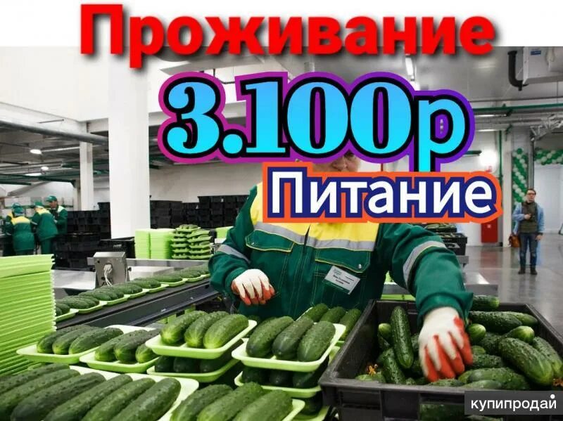Работа вахта жилье и питание. Упаковщик огурцов. работа с жильем и питанием.
