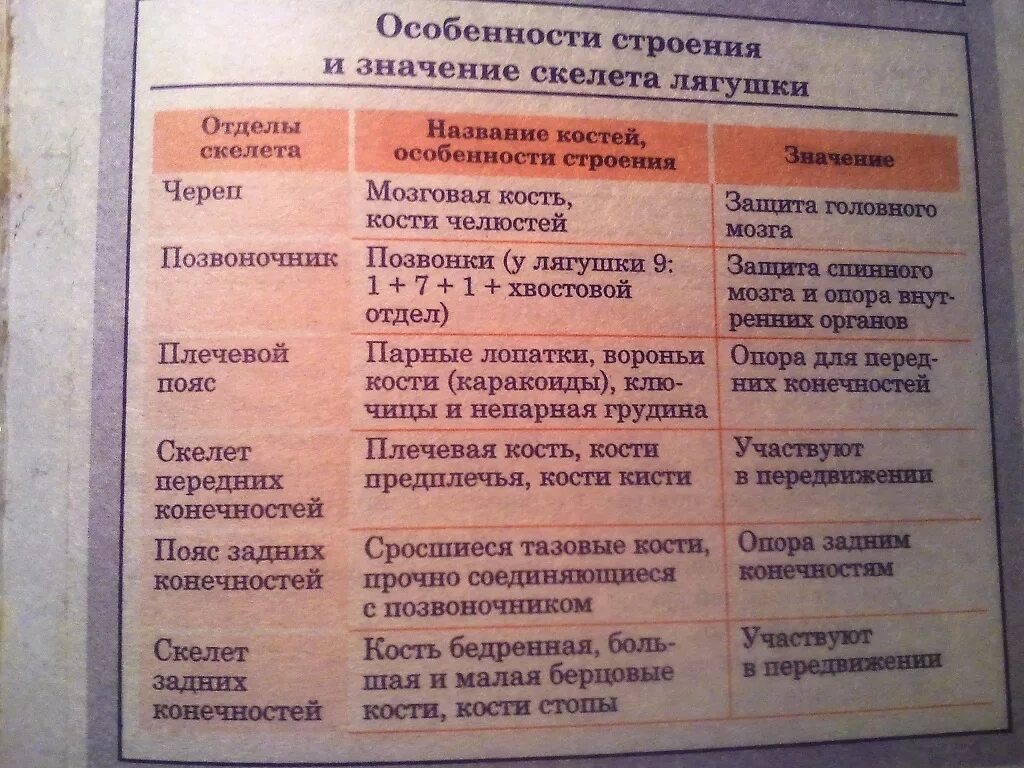 Функции отделов скелета птицы. Отделы скелета птиц таблица. Особенности строения скелета лягушки. Строение скелета птицы таблица. Особенности строения и функции отделов скелета птиц.