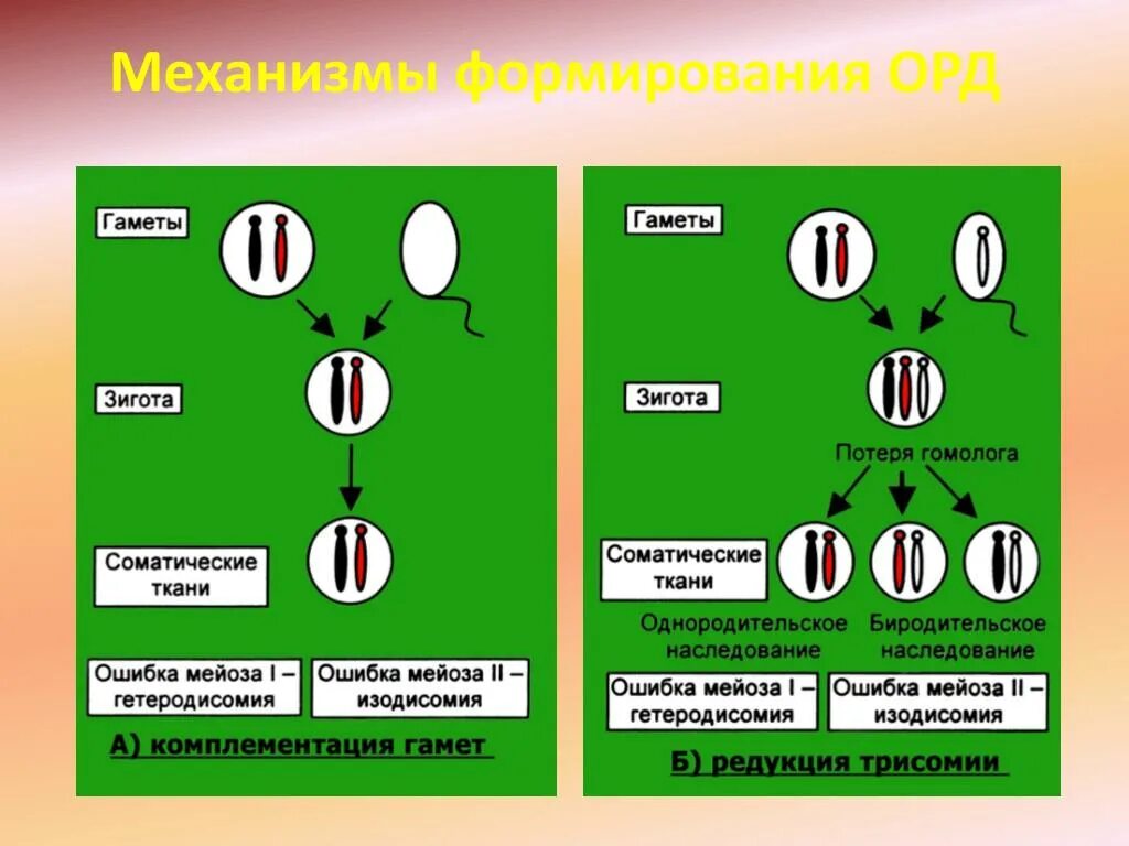 Гамета отличается от зиготы тем что. Гамета и зигота. отличие зиготы от гаметы. отличие гамет от соматических клеток. нерасхождение хромосом в мейозе.