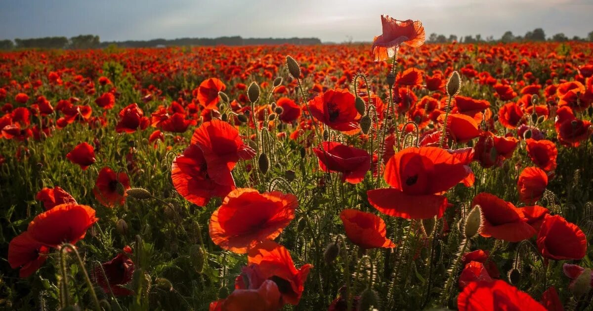 Маки много. Маки много. Маки кодзуэ. Мак цветок. Маковое поле ставрополь.