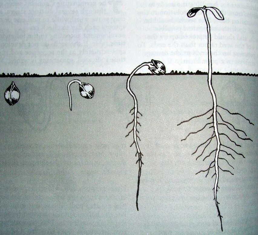 Какой стороной сажать семена. Проросшее семя конопли. Прорастание семян конопли. Прорастание семян каннабиса. Семечко конопли прорастание.
