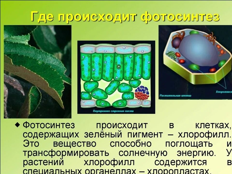 Самое черное вещество в мире vantablack. Адсорбция это процесс поглощения. Черный цвет поглощающий 99 света. Адсорбция это поглощение. Адсорбция древесного угля.