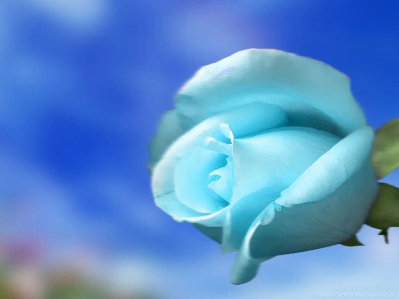 It s beautiful flower. Нежно голубые розы. Бело голубые розы. Небесно голубые цветы.