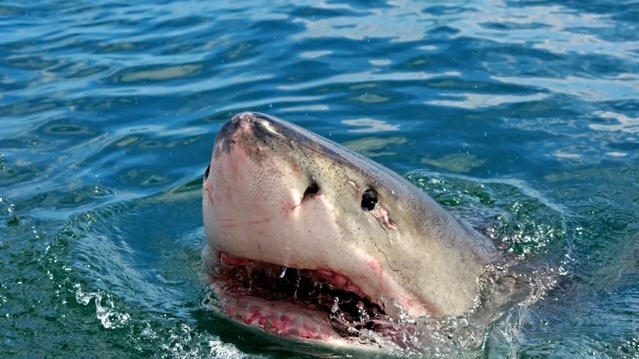 Обитают ли в дубаи акулы. Акулы в персидском заливе. Акулы в персидском заливе в дубае. Рыбалка на акулу. Хаммерхед акула молот.
