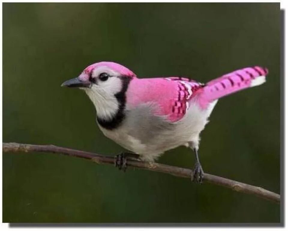 Маленькая розовая птица. Розовая птица. Яркие птицы. Птичка розовый. Птицы розового цвета.