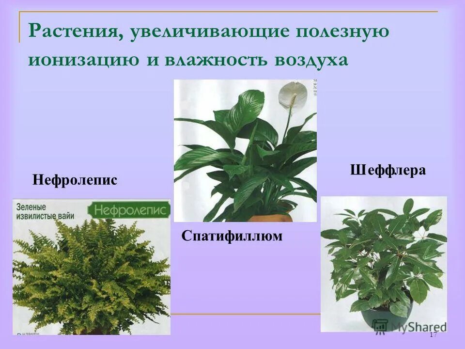влажность для растений. комнатные цветы поглощают влагу. растения повышают влажность. влияние насаждений на влажность воздуха. приспособленность растений к влажности.