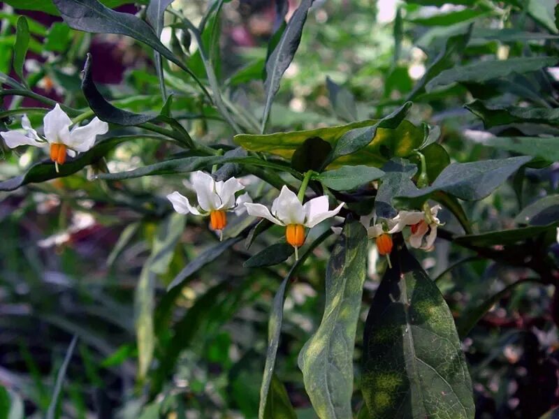 Паслена земле. Паслён (Solanum). Паслён ложноперечный. Паслен перечный. Паслен жасминовидный.