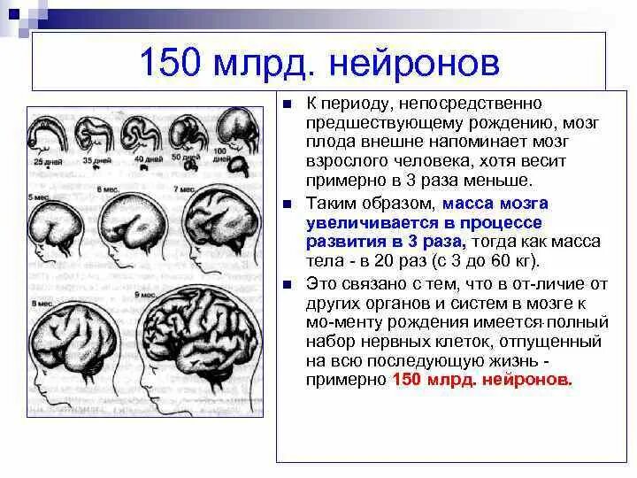 Особенности древнего мозга. Объем мозга у древнейшего человека. Древний мозг. Особенности древнего мозга. Древние люди палеоантропы.