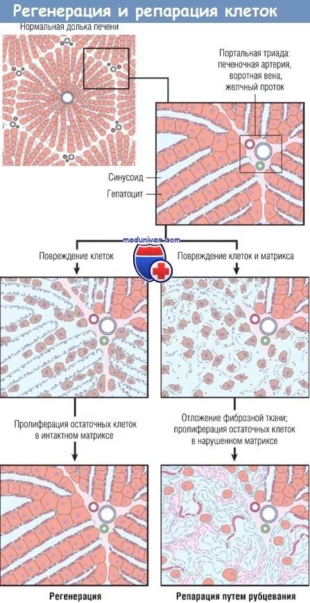 Регенерация тканей после повреждения. Регенерация тканей после повреждения