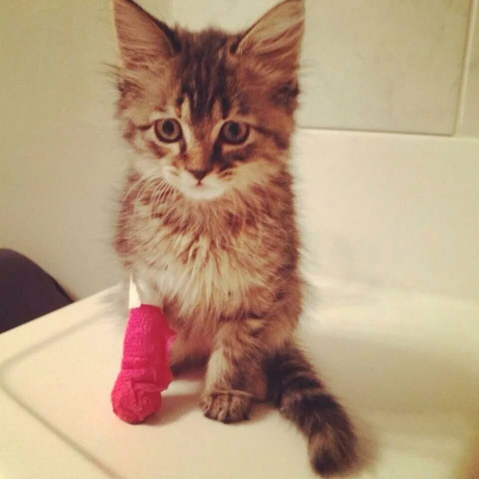 Кот со сломанной лапой. Котенок с забинтованной лапой. котенок с перебинтованной лапкой. котенок с перевязанной лапкой.