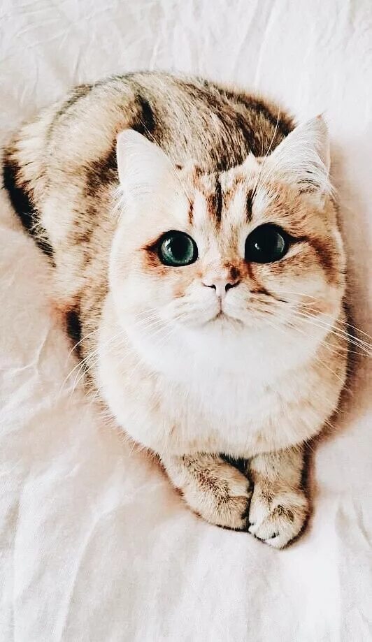 APPA ▪ ︎pdx101 Cute animals, Animal tumblr, Kittens