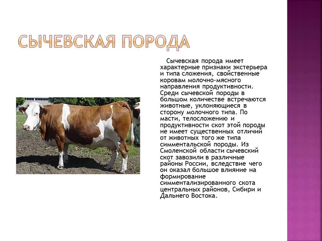 Крупный рогатый скот кто относится