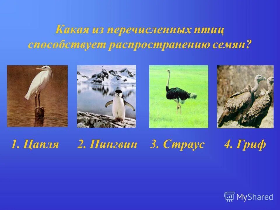 зверь который умеет летать это. какое животное лишнее цапля страус пингвин. какое животное лишнее цапля страус пингвин. какое животное лишнее цапля страус пингвин. какое животное лишнее цапля страус пингвин летучая мышь.