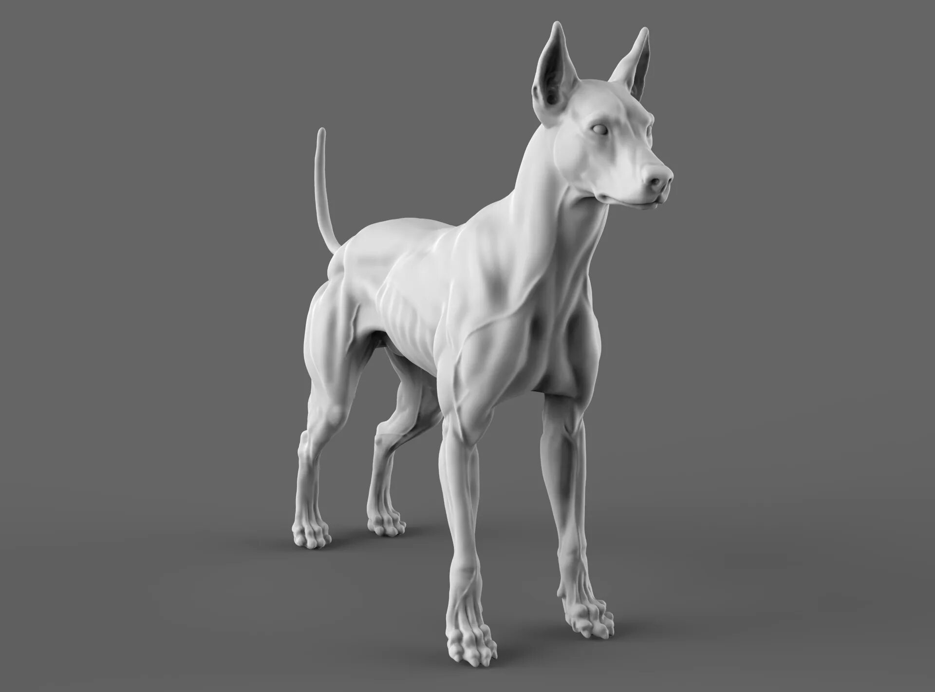 Доберман референс анатомия. Собака 3д модель. Модель собакизд. Компьютерная модель собаки.