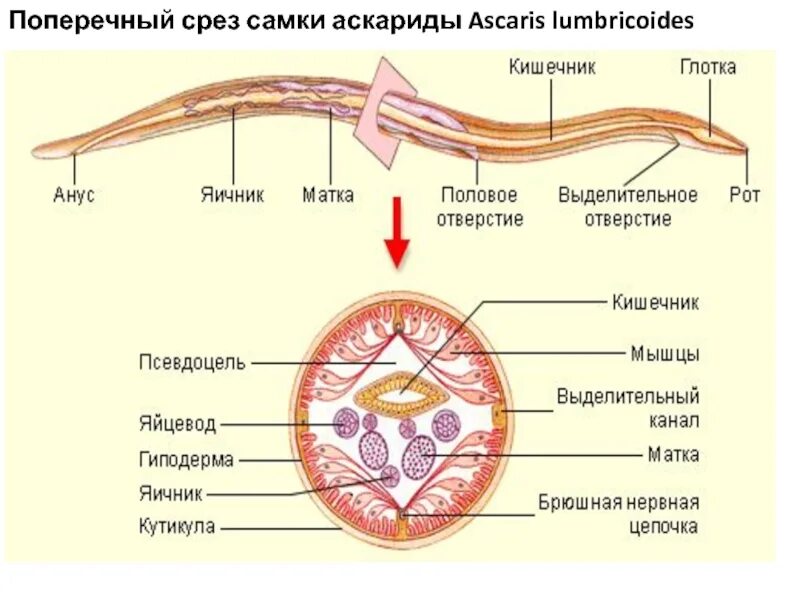 Аскарида строение поперечный срез самец. Поперечный срез самки Ascaris lumbricoides. Поперечный срез свиной аскариды. Поперечный срез самки аскариды Ascaris lumbricoides.