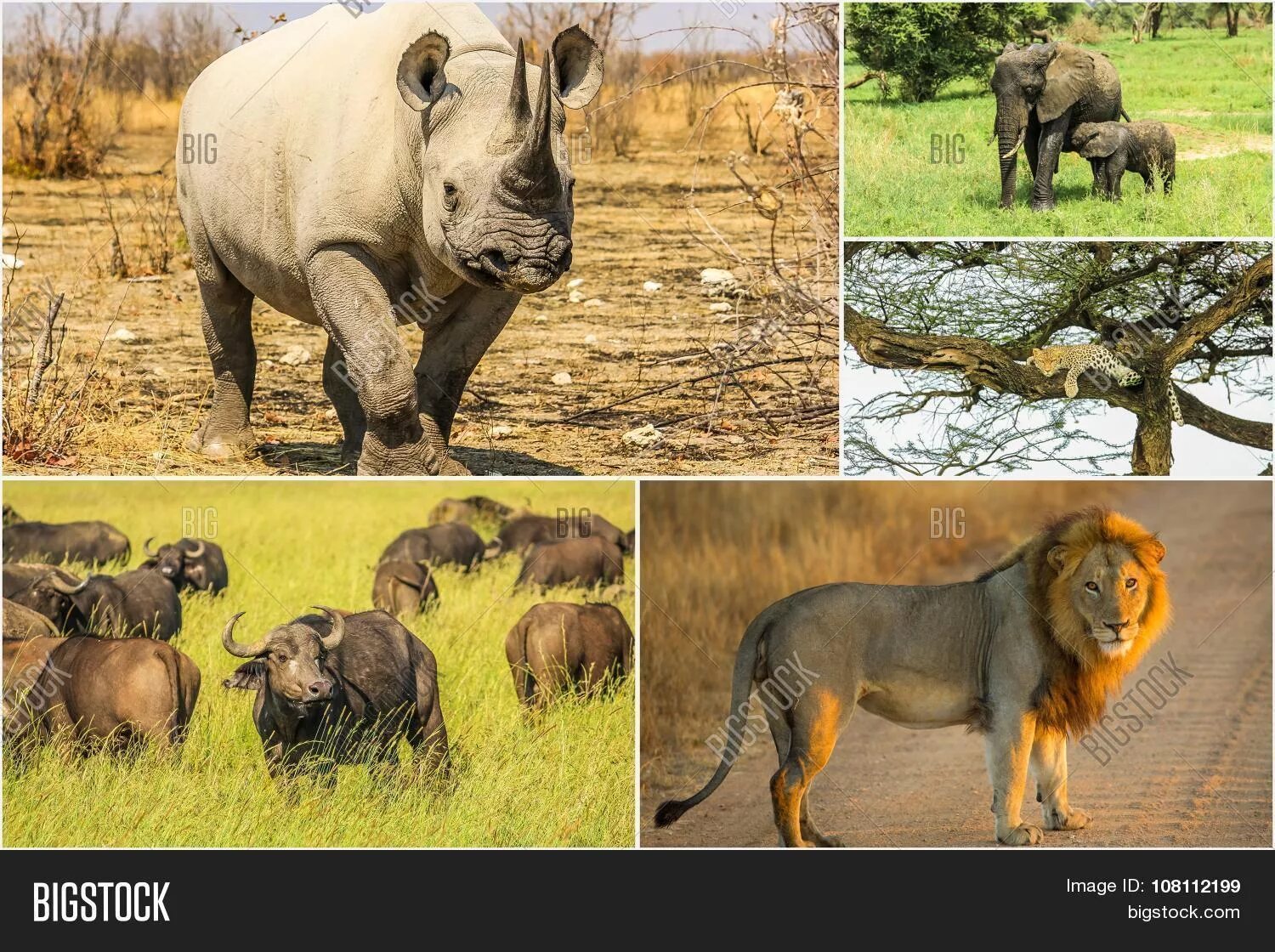 Слон буйвол носорог Лев леопард. Большая пятерка животных Африки. Большая Африканская пятёрка. Африканская 5 животных.