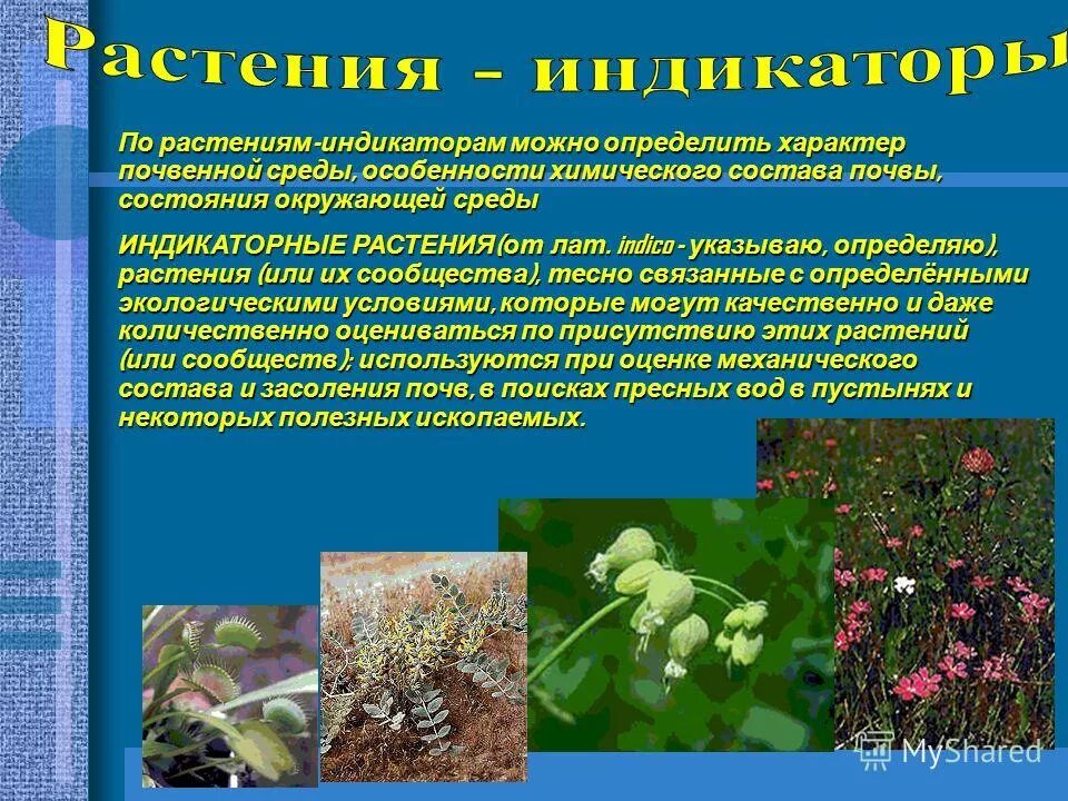 Определение и примеры растений Растения-индикаторы почв. Кислотность, плодородие, влажность  Рас