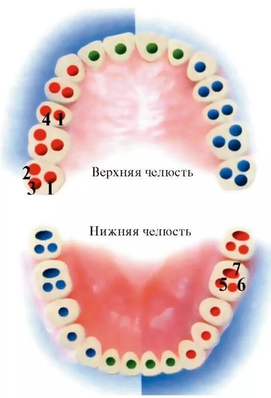 7 зуб это какой: найдено 83 изображений
