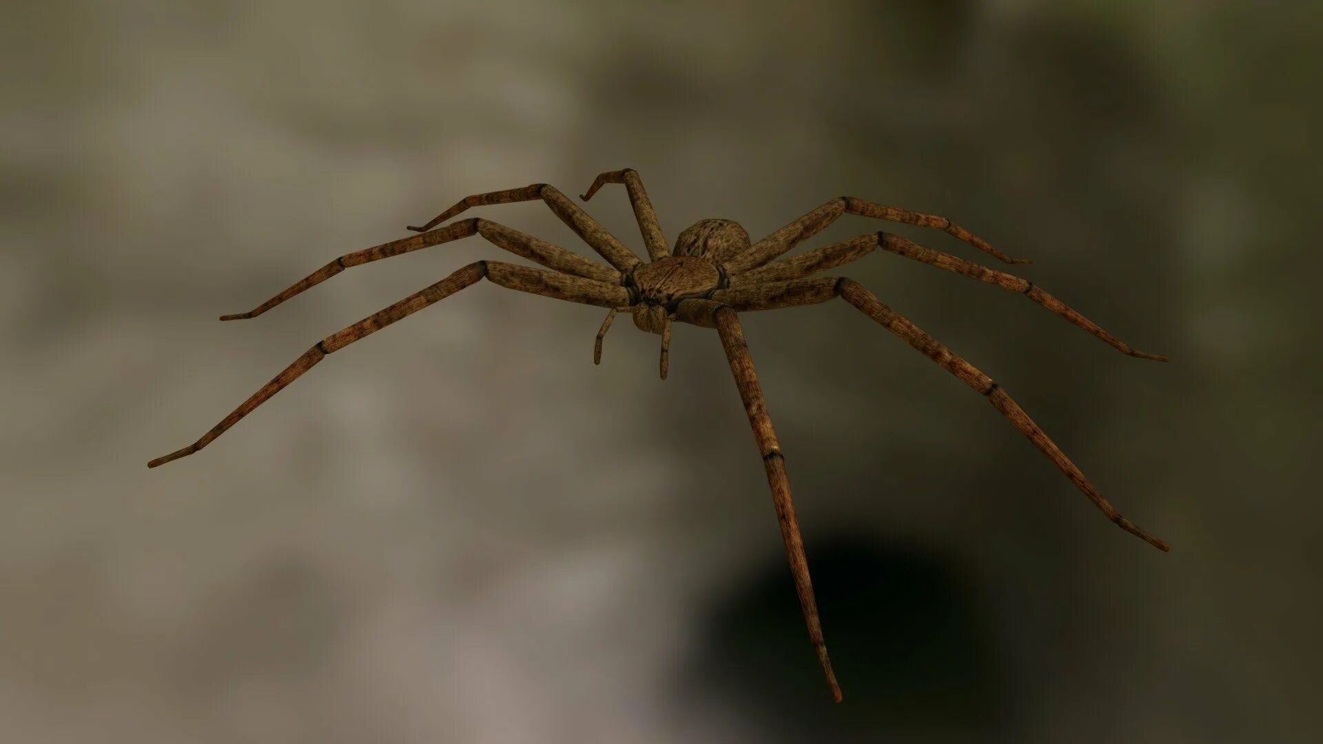 Huntsman spider. Паук huntsman spider. паук хантсмен австралии. паук-егерь (huntsman spider). гигантский крабовый паук sparassidae.