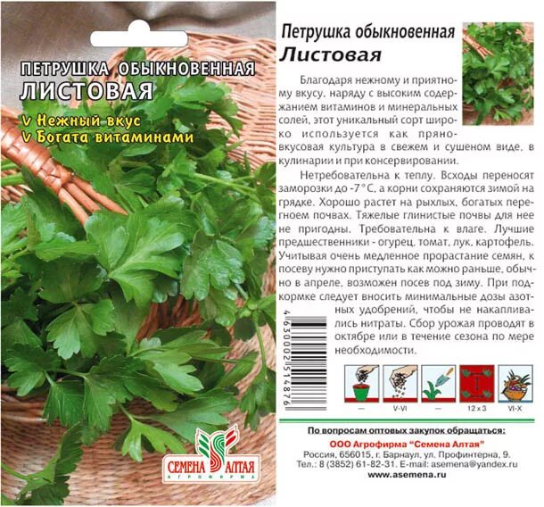 Семена петрушка бутербродная аэлита. Петрушка листовая бриз 2гр/20. Петрушка листовая сорта. Петрушка богатырь 2г аэлита (ц. Петрушка отзывы.