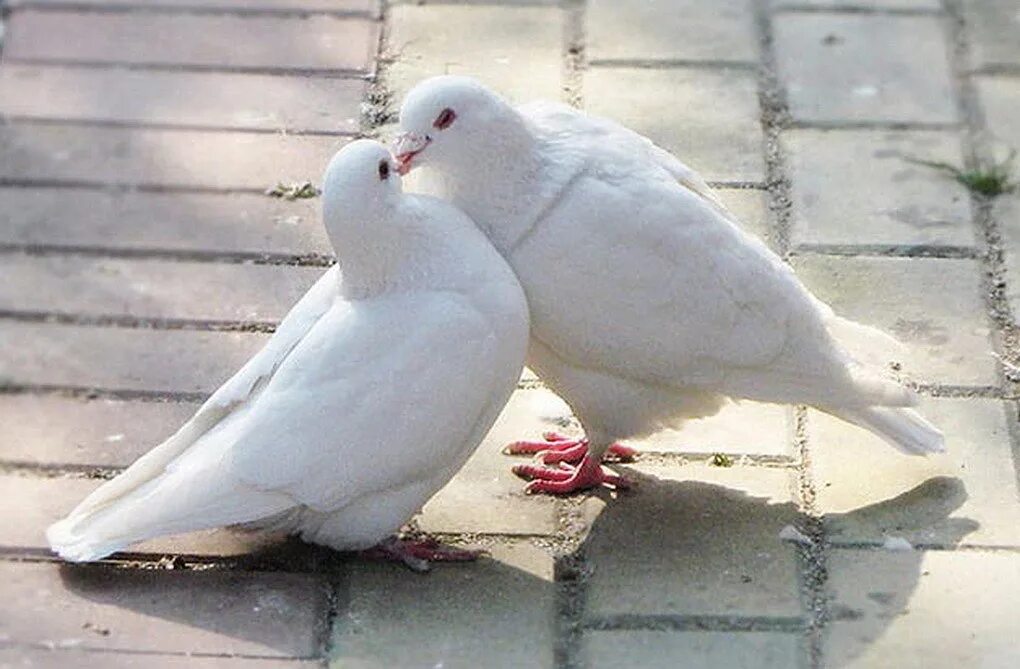 Белый голубь. Пара голубей. Влюбленные голуби. Голуби воркуют. Голубь каждый день