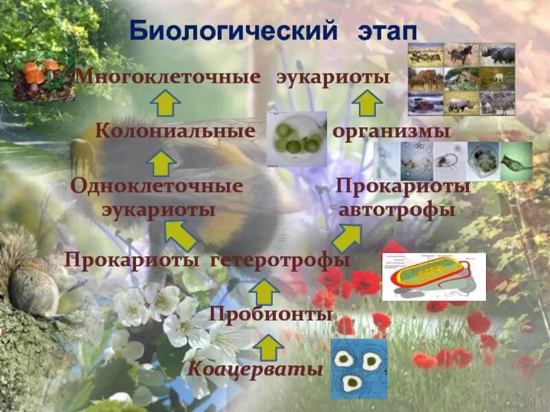 Автотроф одноклеточный организм. Прокариоты элкприоты гетеротровы афьотрофы. эукариоты прокариоты гетеротрофы и автотрофы. многоклеточные эукариоты. пробионты.