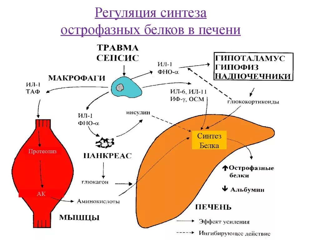 Печень вырабатывает белок