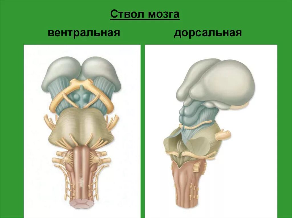 Ствол мозга образуют. Вентральное строение ствола мозга. Дорсальная поверхность ствола мозга. Ствол мозга строение вентральная поверхность. Строение ствола мозга дорсальная поверхность.