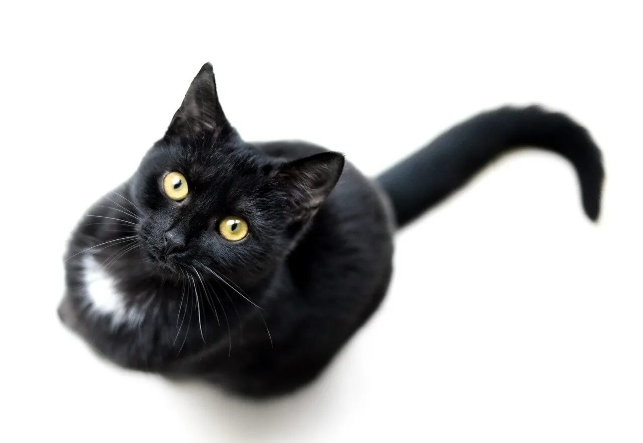 Кошка на белом фоне. Красивые черные коты. Бомбейская кошка. Черный котик на белом фоне. Черный котик на белом фоне.