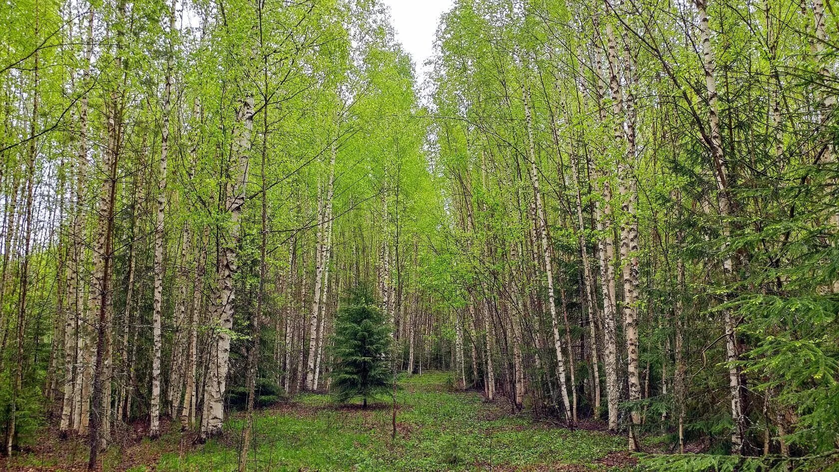 Край березовый слушать