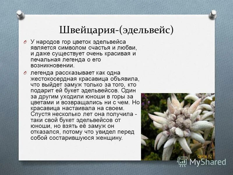 Какой тип питания характерен для эдельвейса. Эдельвейс цветок Легенда. Эдельвейс цветок Легенда и символ. Эдельвейс (растение) Легенда. Цветок Эдельвейс символ.