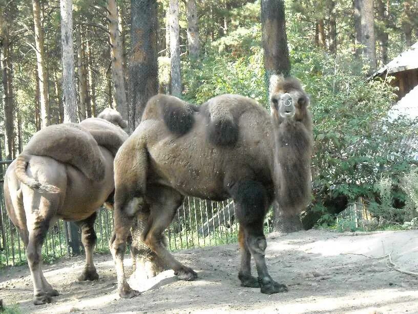 верблюды в новосибирске. верблюды в новосибирске. новосибирский крематорий верблюд. контактный зоопарк новосибирск. верблюды в новосибирске.