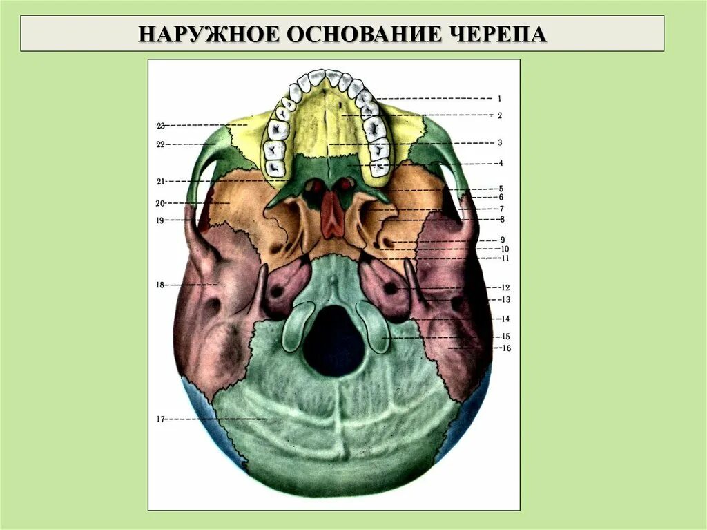 Области основания черепа. Наружное основание черепа. Наружненнее основание черепа. Наружнееоснование черепа. Нарудное основаниечерепа.