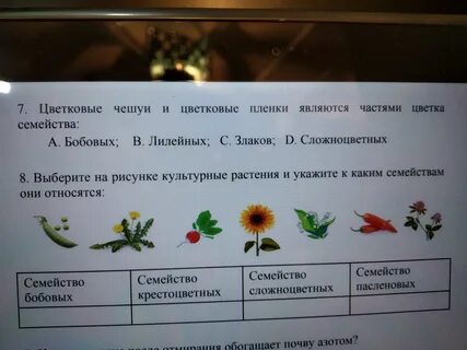 Цветковые чешуи