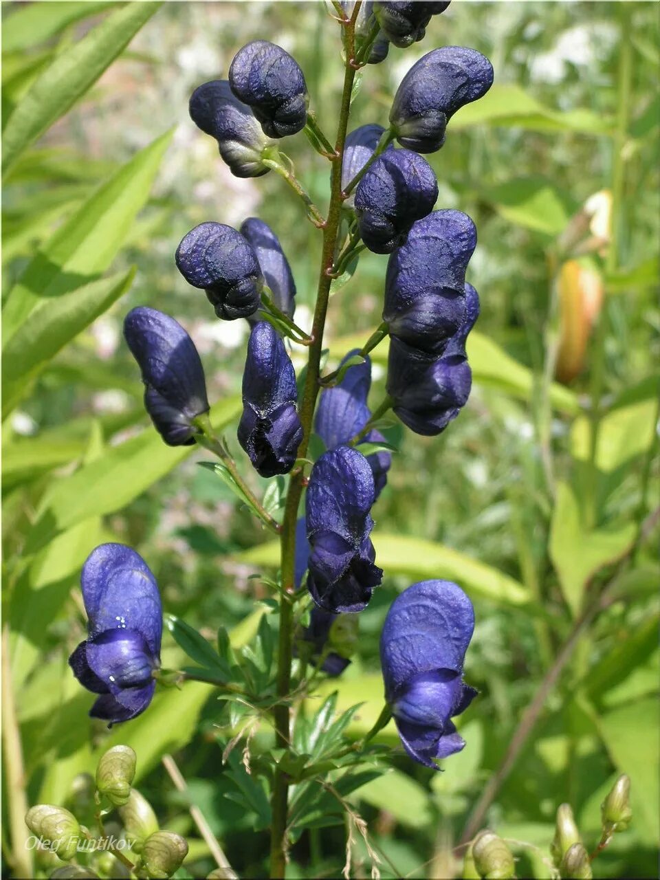 Аконит лиановидный. Аконит синий. Аконит ламарка. Аконит шлемник. Аконит лимон.