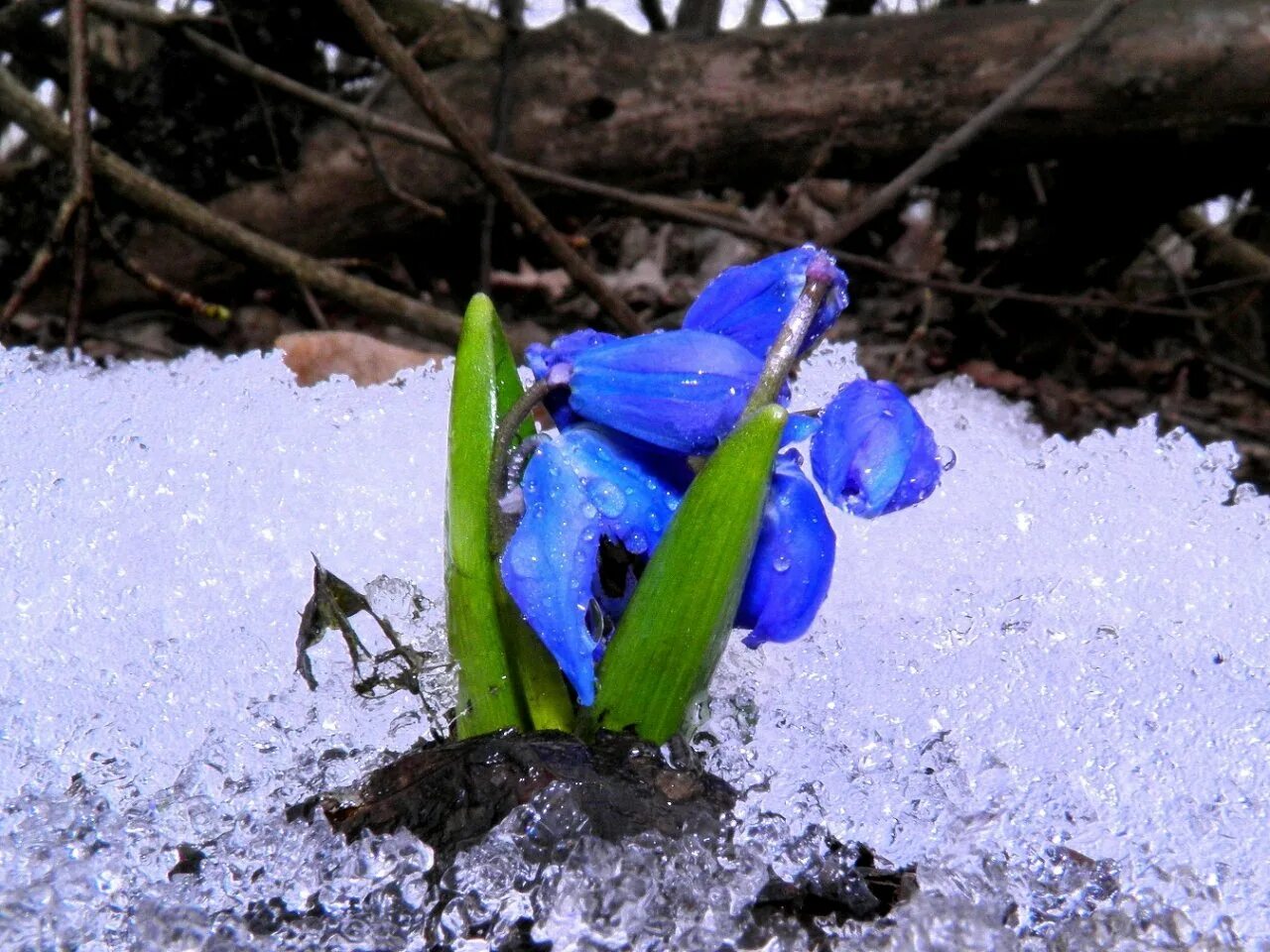 Читать и смотрели пролески сквозь снег. Первоцветы пролеска. Подснежник пролеска. Голубой Подснежник пролеска. Подснежники синие пролески.
