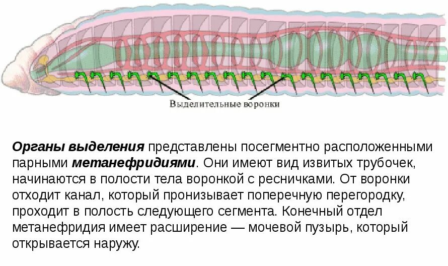 У круглых червей отсутствует. Выделительная система дождевого червя. Органы выделительной системы дождевого червя. Какого строение выделительной системы кольчатых червей. Дождевой червь строение выделительной системы.