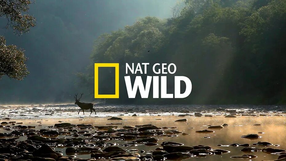 Nat geo wild программа. Нат гео вайлд. канал nat geo wild. телеканал нат гео вайлд. канал national geographic wild.