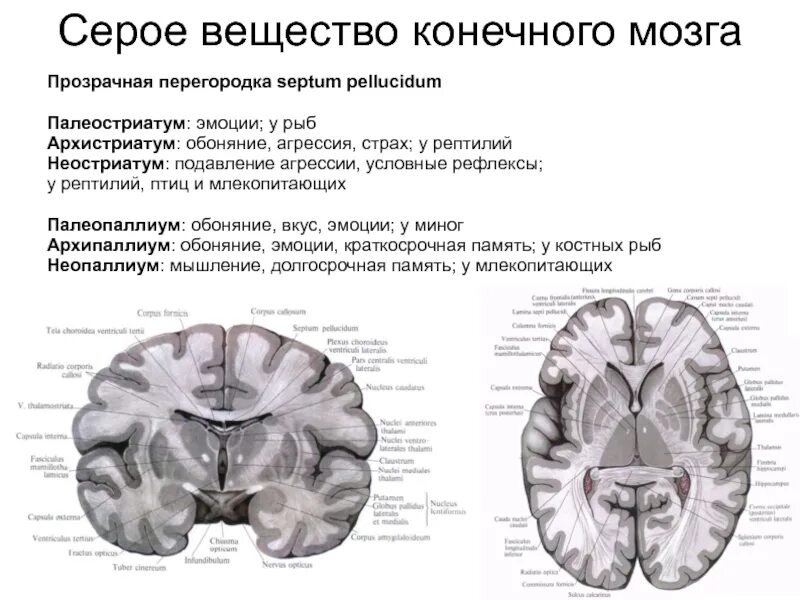 Конечный мозг серое и белое вещество. Строение серого вещества головного мозга. Серое вещество мозга состоит. Строение мозга серое и белое вещество. Что находится в сером веществе