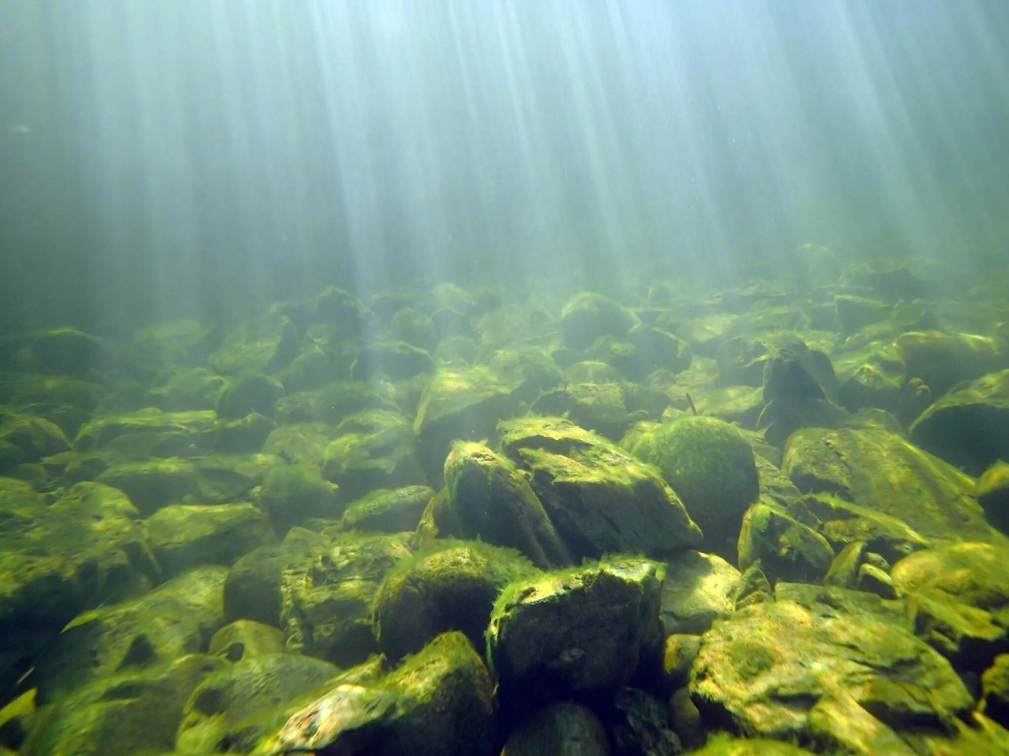 Водоросли и свет. Водоросли диатомеи Телецкого озера. Водоросли озера Байкал. Водоросли Балтийского моря. Водоросли чука в море.