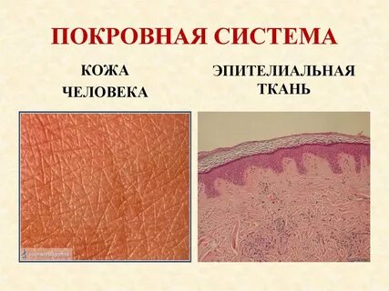 Покровная система какие органы