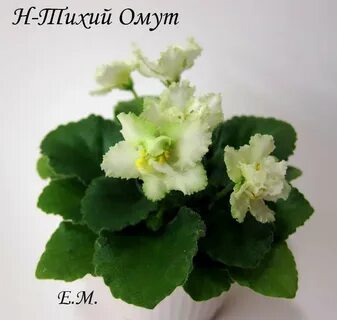 Н тих