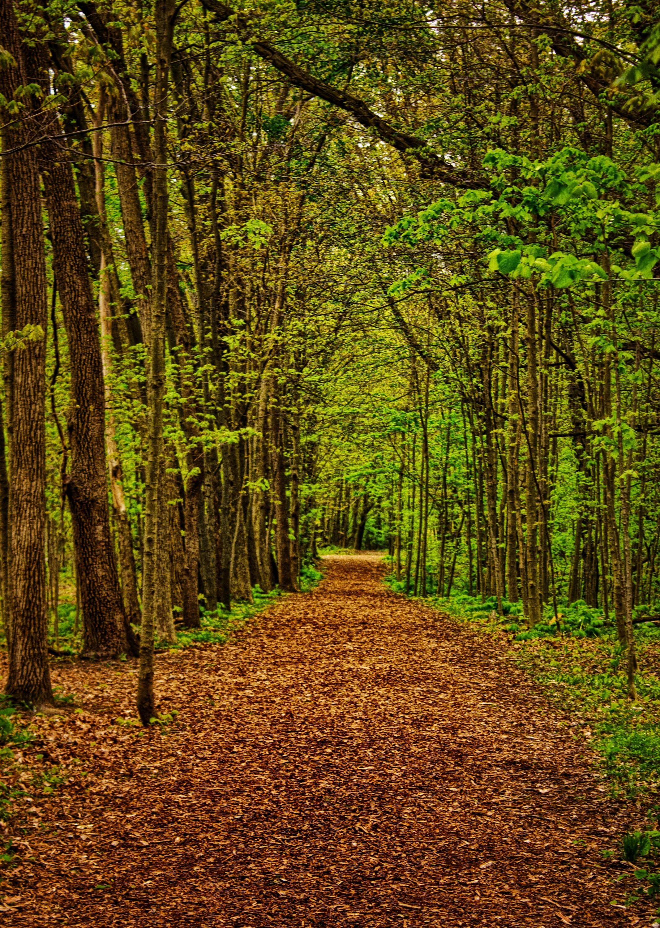 Forest path