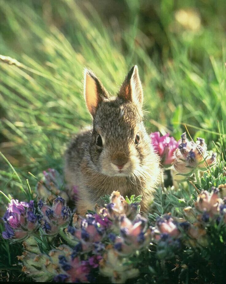 Spring rabbit