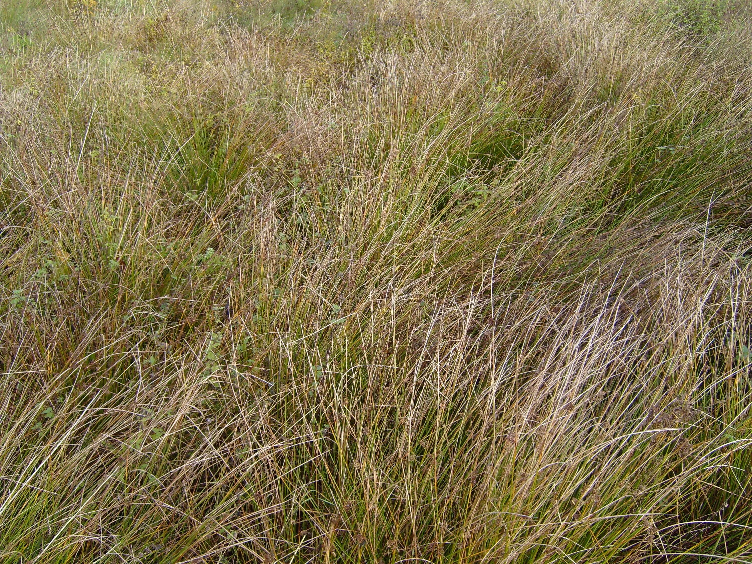 Сухая картинка. Жухлая трава. Сухая трава. Осенняя трава. Высохшая трава.