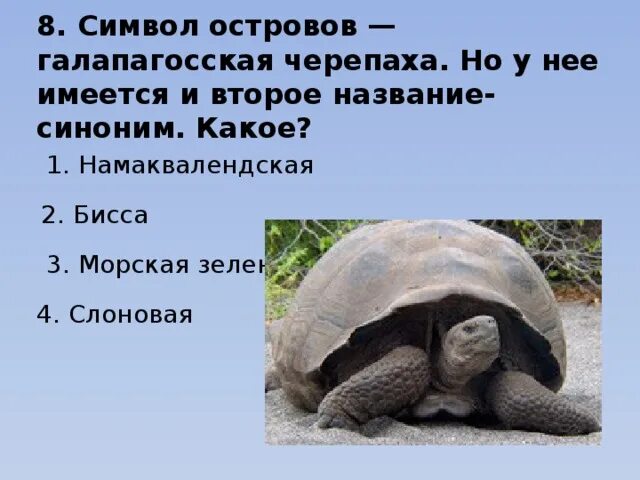 Черепах символ чего. Что обозначает символ черепахи. что символизирует черепаха. черепашка что символизирует. черепаха символ значение.