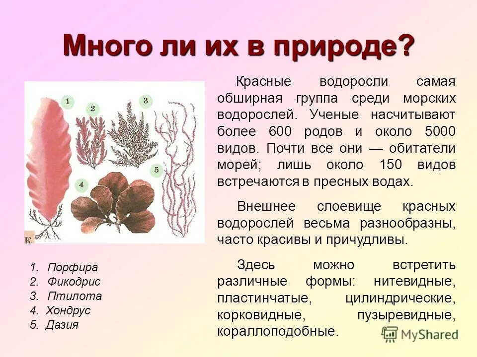 Красные водоросли 7 класс