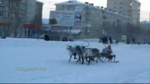 День оленевода воркута