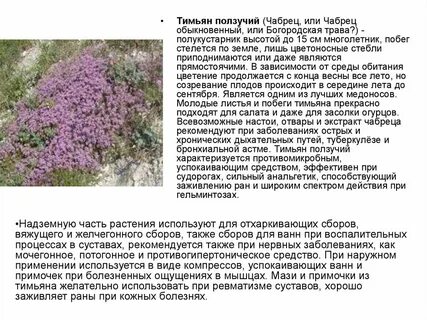 Чабрец трава для чего используется полезные