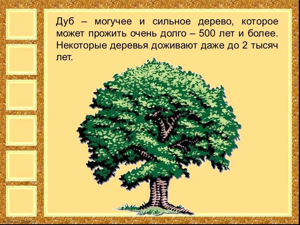 Дуб для презентации. Описание дуба. Дерево для презентации. Краткая информация про дуб.